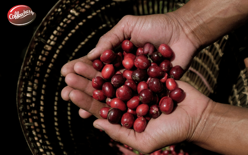 ca-phe-robusta-fine-la-gi-khac-robusta-dai-tra-o-diem-nao (2)